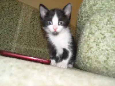 Отдам в хорошие руки очаровательных котят