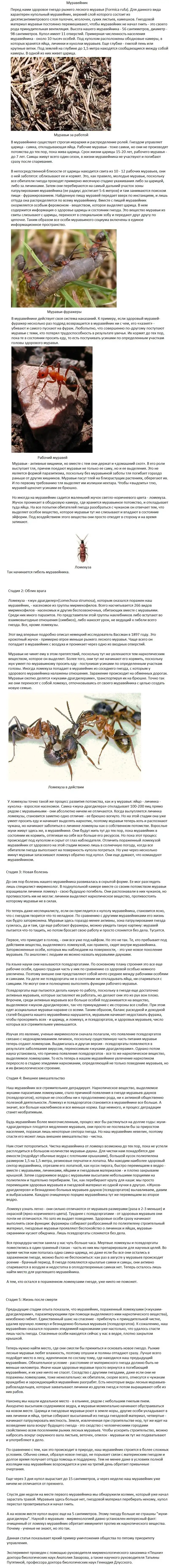 Медленная погибель муравейника