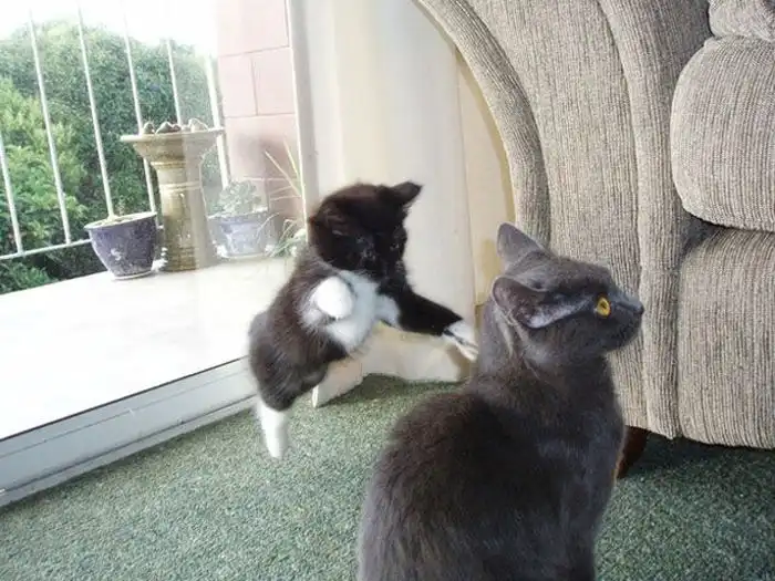 Снимки котов, сделанные в нужный момент