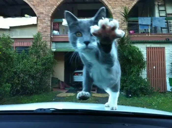 Снимки котов, сделанные в нужный момент