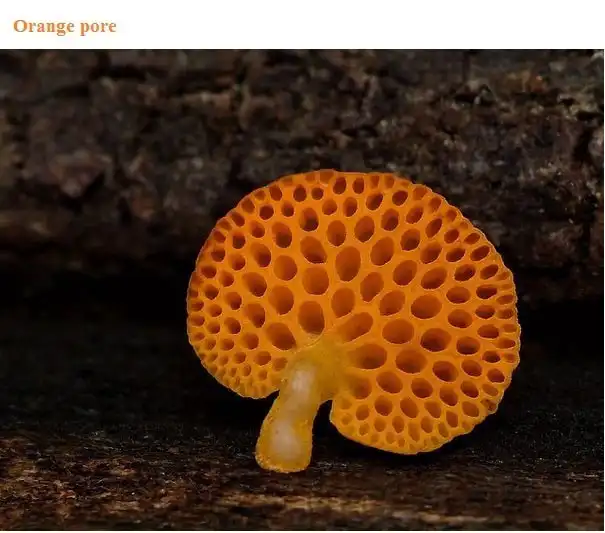 Необычные грибы