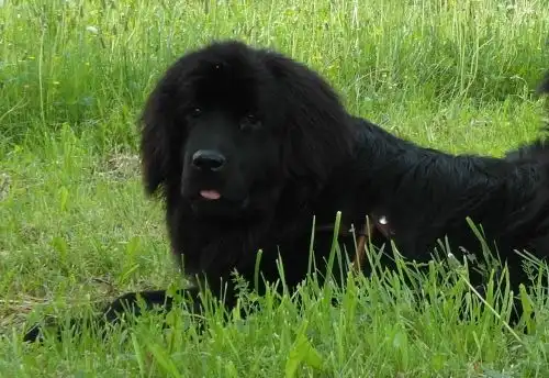 Ищу хозяев!