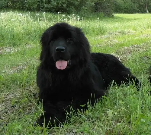 Ищу хозяев!