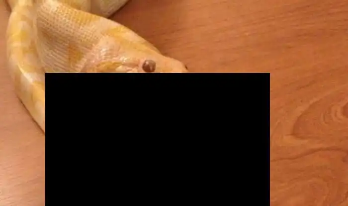 Голодный питон готов съесть кого угодно