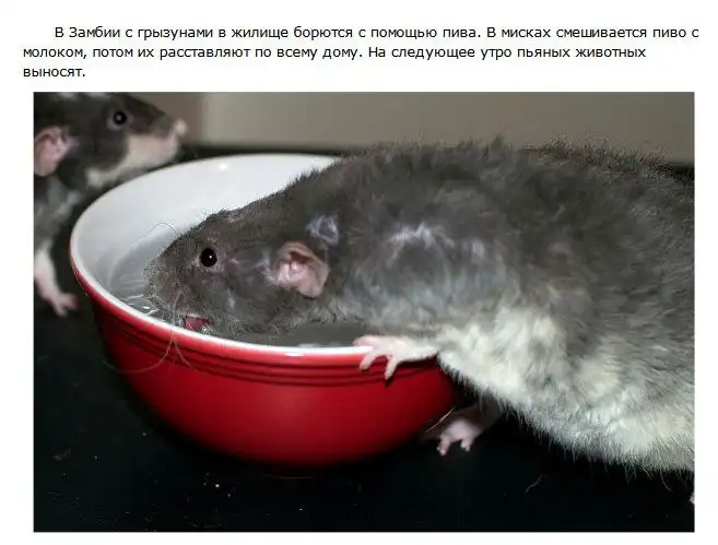 Самые интересные факты о пиве