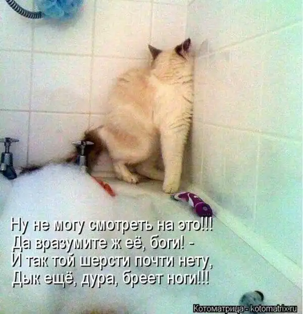 Лучшие котоматрицы недели