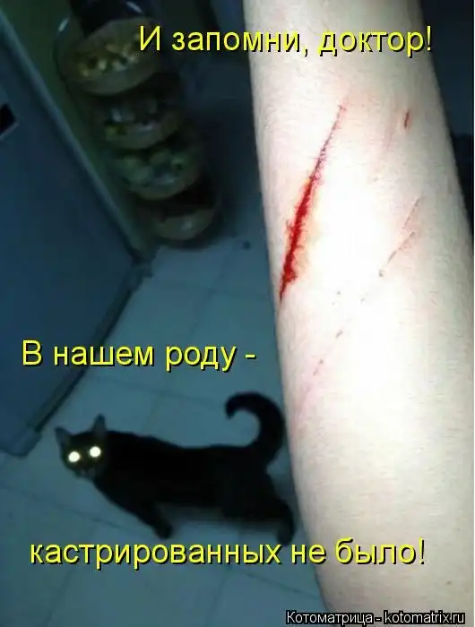 Лучшие котоматрицы недели