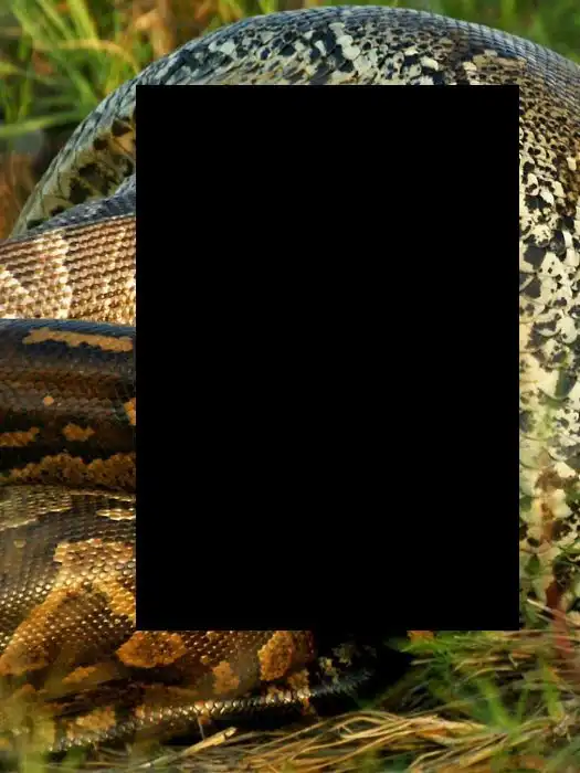 Питон против антилопы