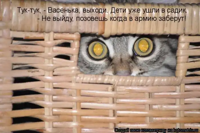 Лучшие котоматрицы недели