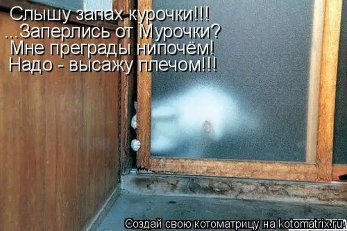 Лучшие котоматрицы недели