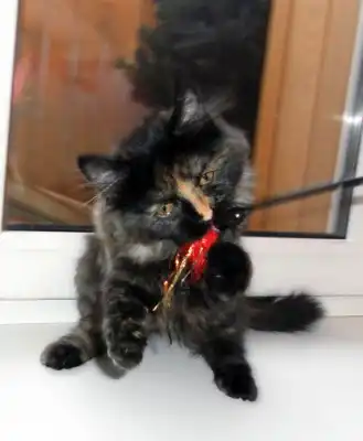 Серобуромалиновая котодевочка. :-)