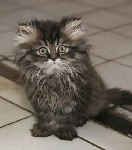 Устав Настоящего Кота