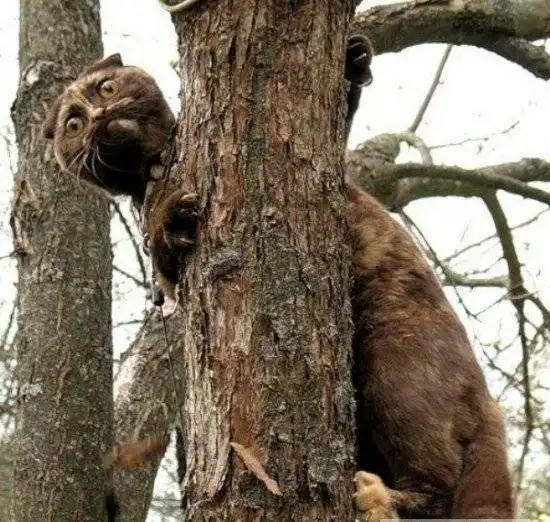 Фотожаба на кота