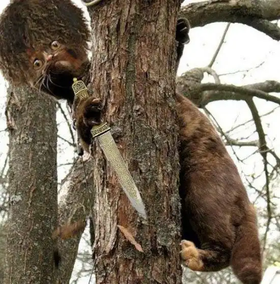 Фотожаба на кота