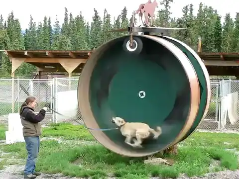 «Ваш пост огорчает хомячков»