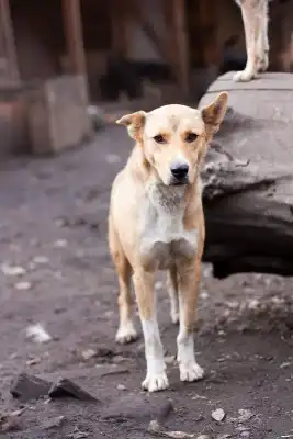 Отдам в хорошие руки собаку Байкала
