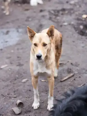 Отдам в хорошие руки собаку Байкала