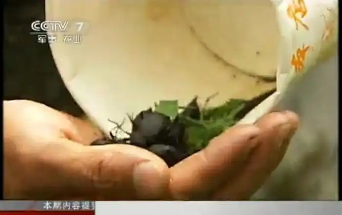 Подготовка китайских снайперов