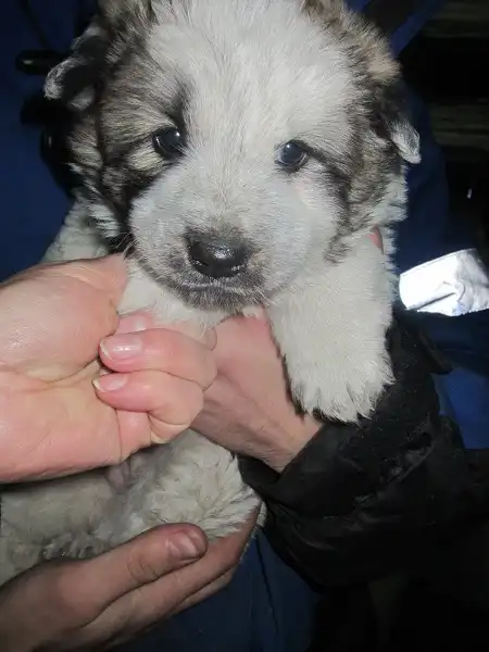 Мальчик - суперпух! (2 месяца)