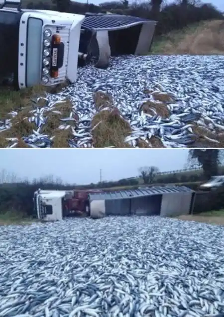 Самые курьёзные ДТП