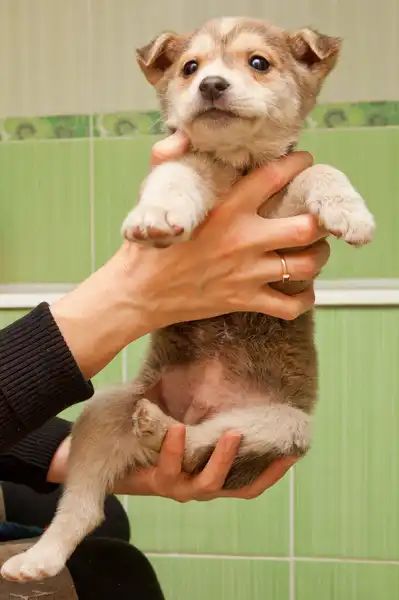 Озорные щенятки-пацанятки