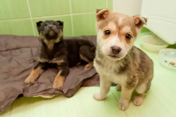 Озорные щенятки-пацанятки