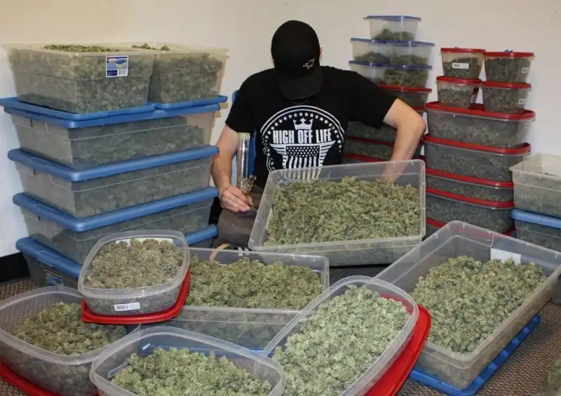 Не подпускайте котов к урожаю (мини пост)