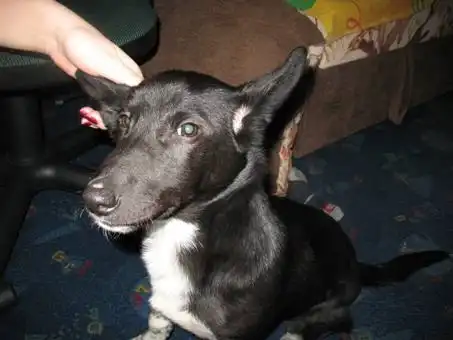 Пёс в хорошие руки