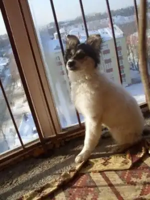 Щенок-золото в добрые руки!