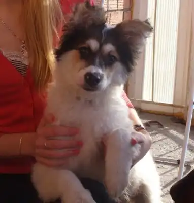 Щенок-золото в добрые руки!