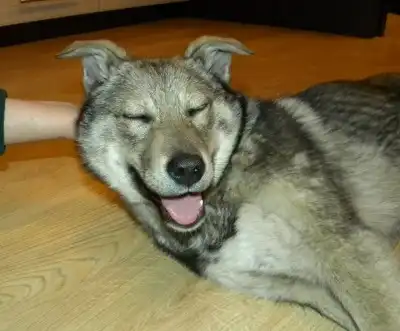 Красивый и умный щенок!