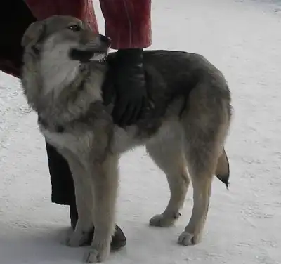 Красивый и умный щенок!