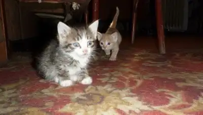 Красивые котятки в добрые руки