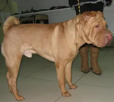 Отдам в хорошие руки собаку шарпея