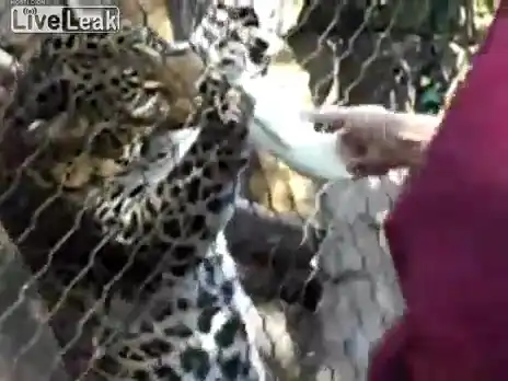 Мужик дразнил пантеру и пострадал