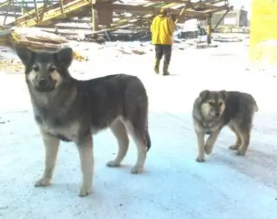 Кузьме и Мане грозит опасность