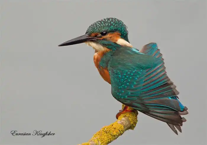 Красивые фотографии птиц