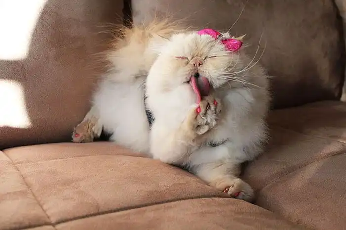 Забавная кошка