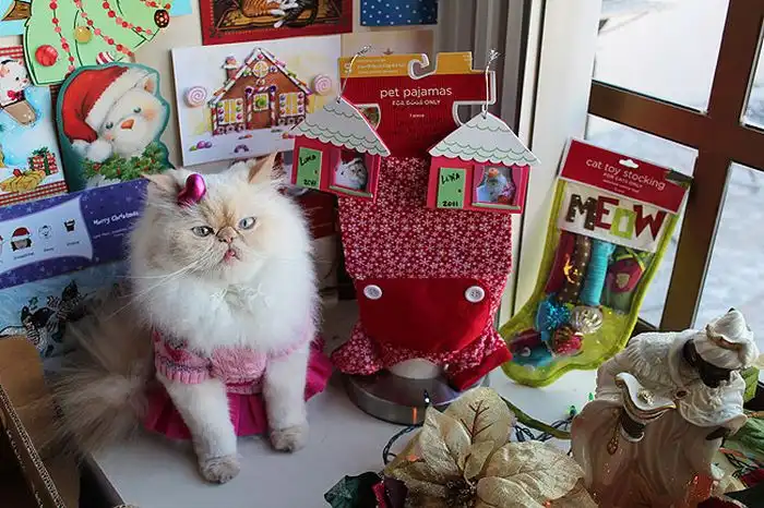 Забавная кошка