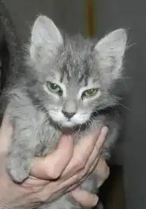 Отдам в хорошие руки  очаровательных мальчишек