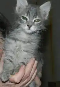 Отдам в хорошие руки  очаровательных мальчишек