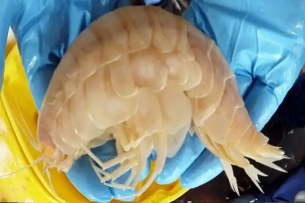 Для любителей пива с креветками