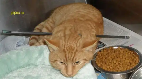 Счастливчик кот по прозвищу 'Купидон'