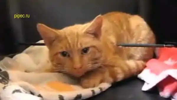 Счастливчик кот по прозвищу 'Купидон'