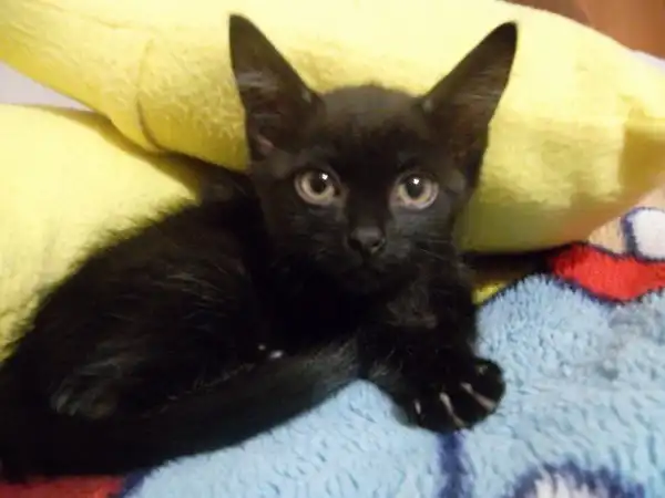 Отдам в хорошие руки  очаровательного котёнка