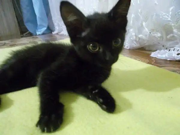 Отдам в хорошие руки  очаровательного котёнка