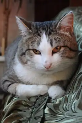 Шикарный котяра