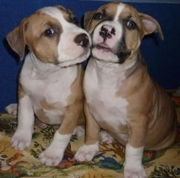 Памятка владельцам собаки