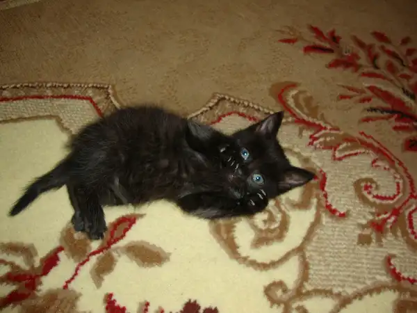 Две сестрички-шоколадки! Лапочки...