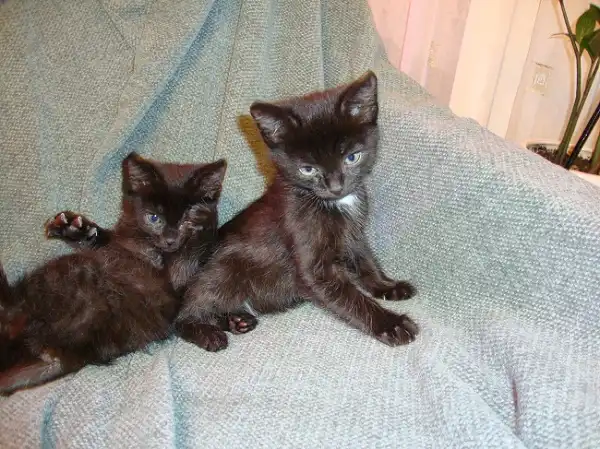 Две сестрички-шоколадки! Лапочки...